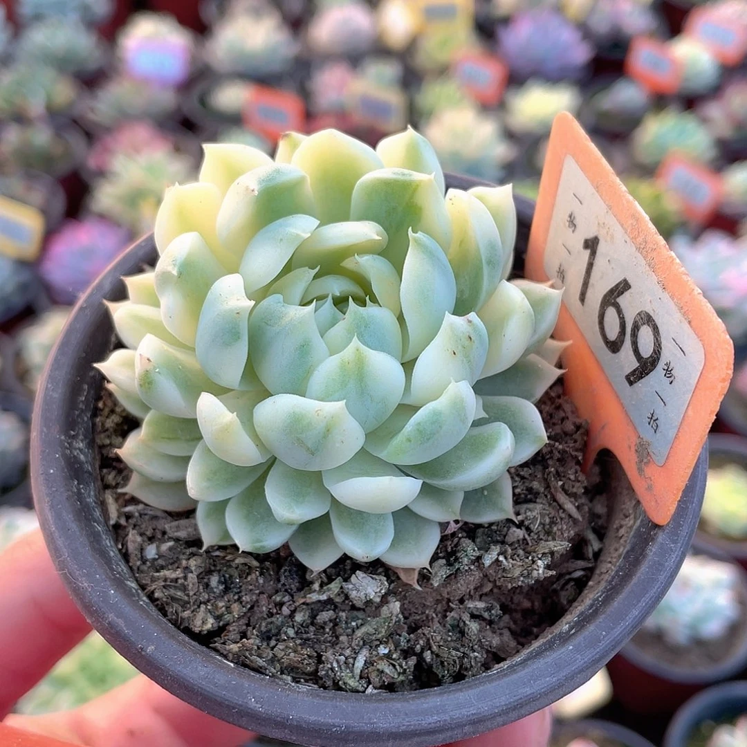 香草月影锦169号多肉