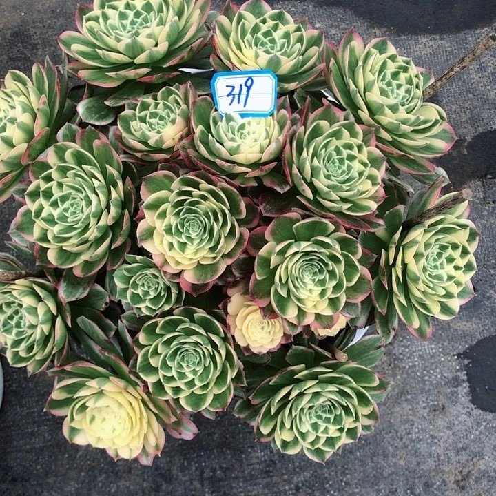 319海王丛林多肉