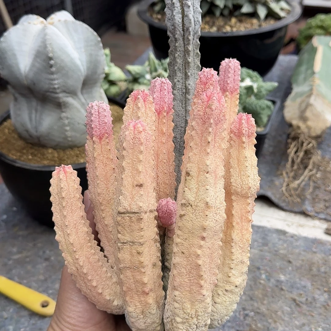 亚迪麒麟锦水泥柱