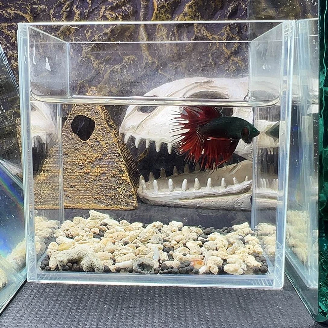 斗鱼精品精品精品精品精品精品