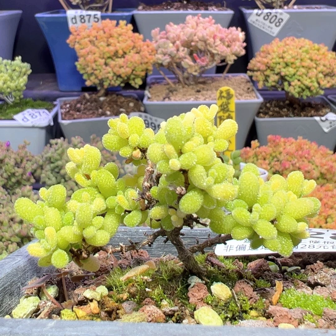 d928黄黄的翡翠枝干番杏