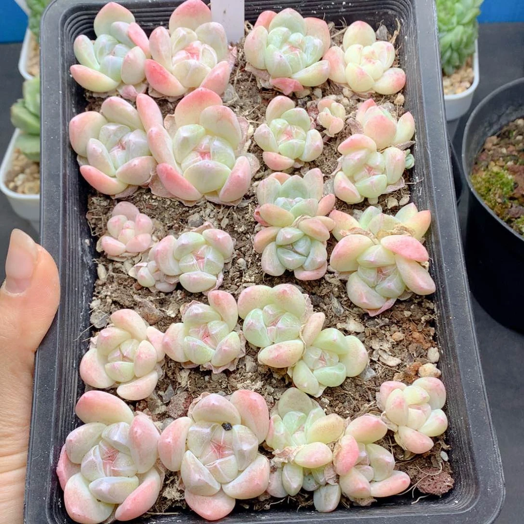 58包邮  群生不包整414