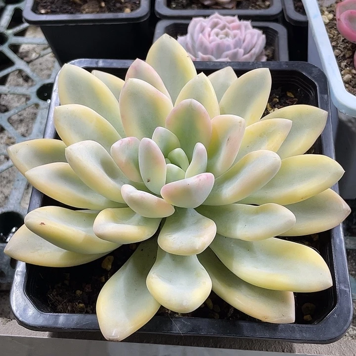 奥普锦一物一拍锦龙