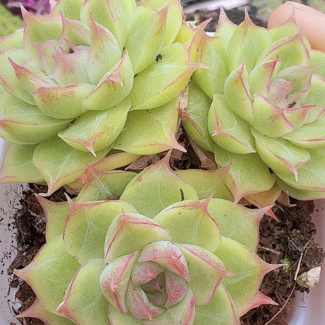 翠影群19包邮多肉植物