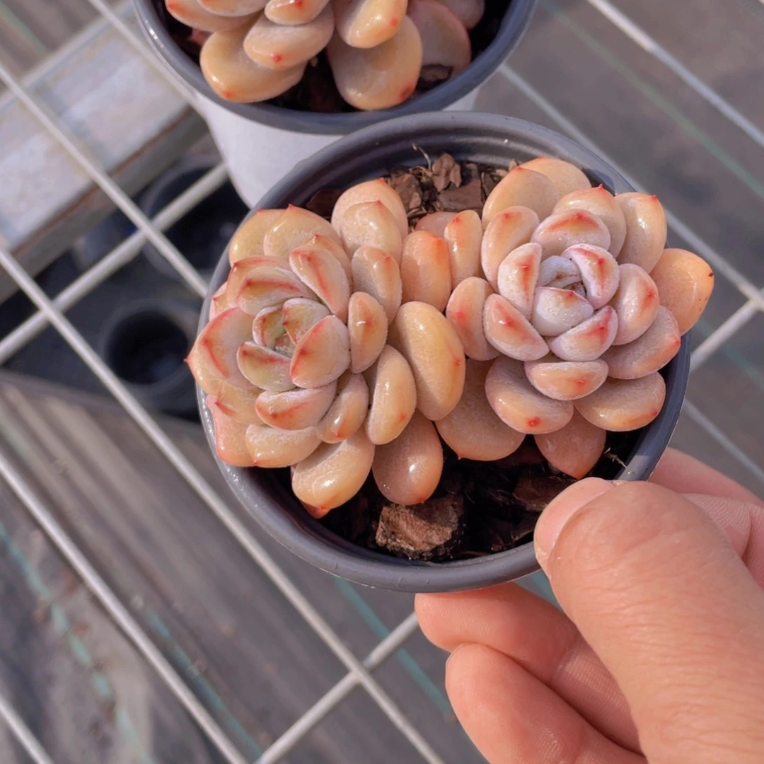 297号飘枝星星雪一个