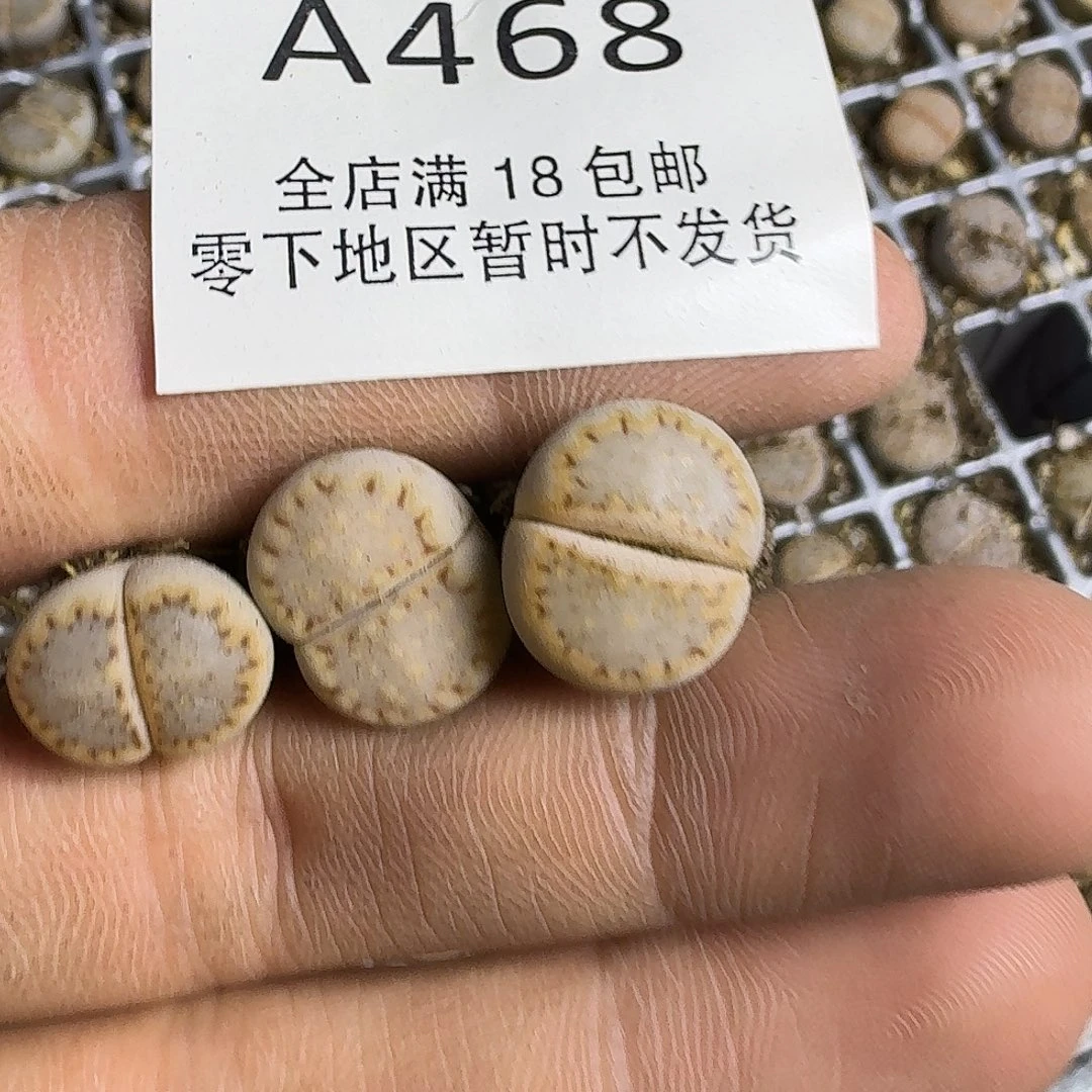 A468 哈哈哈哈哈哈哈哈