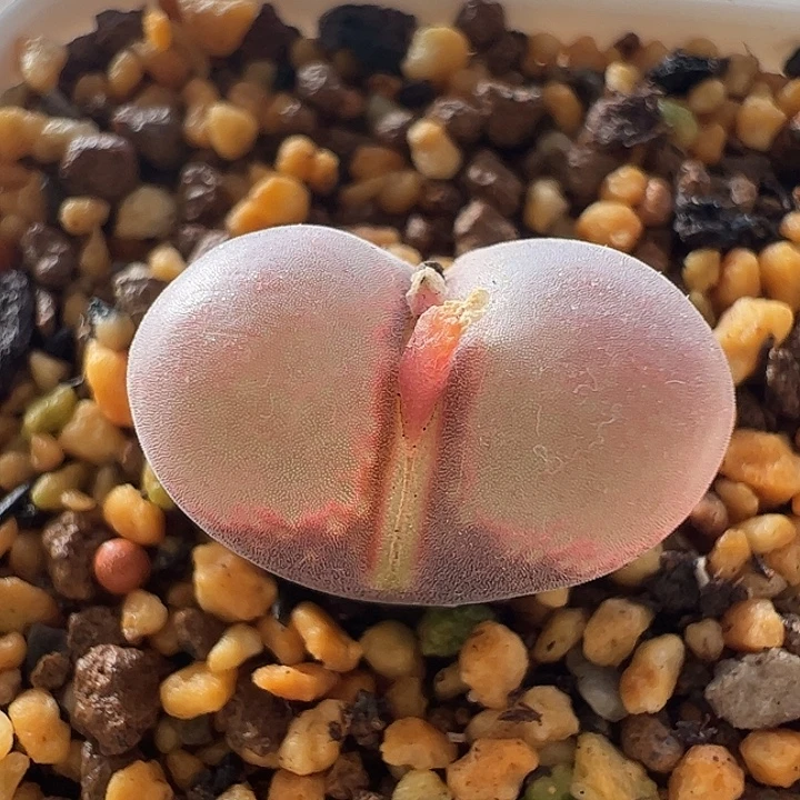 无花朵实生风铃玉36