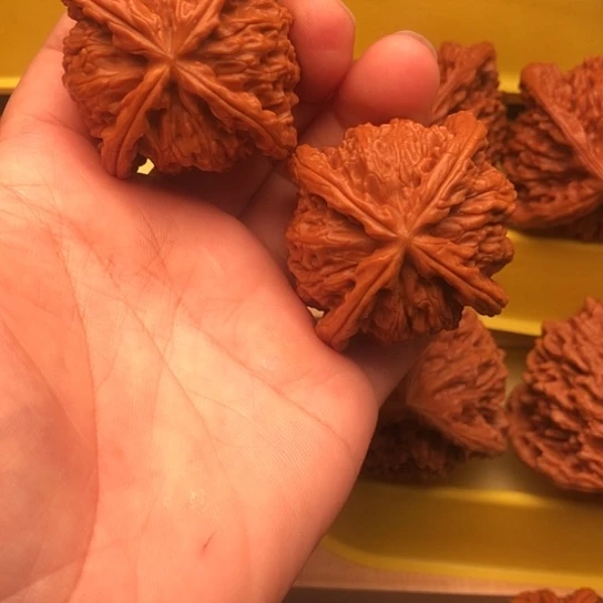 大***言核桃核桃核桃核桃和他的