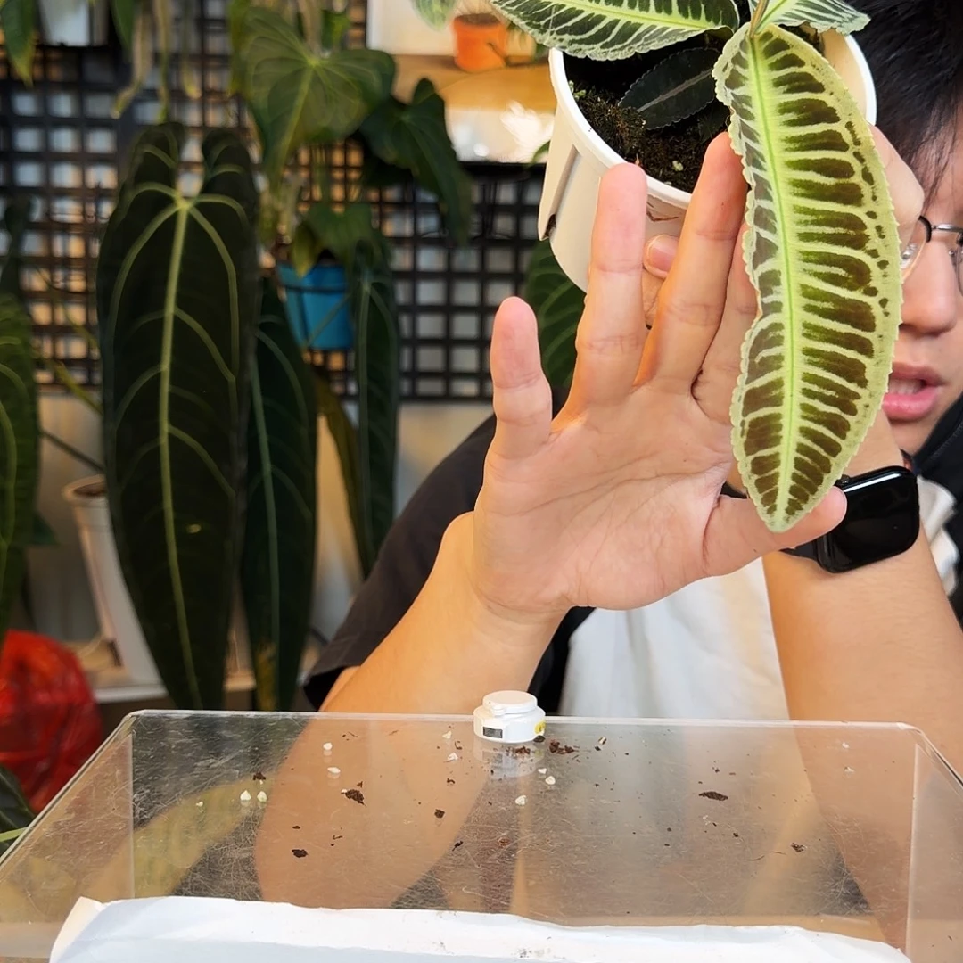 完全开放F119 紫金牛