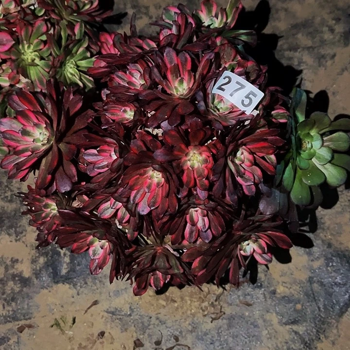 275红金刚多肉植物