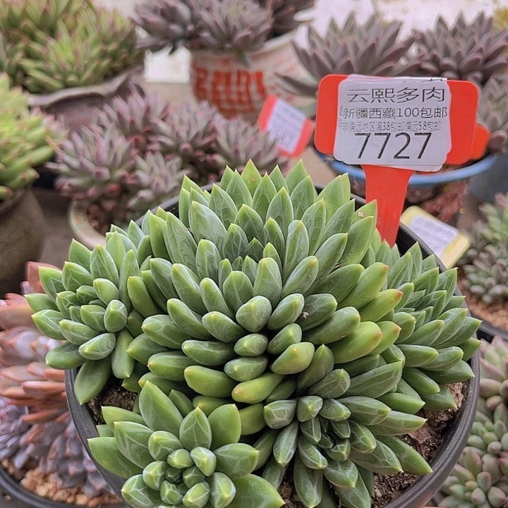 7727陨石。
