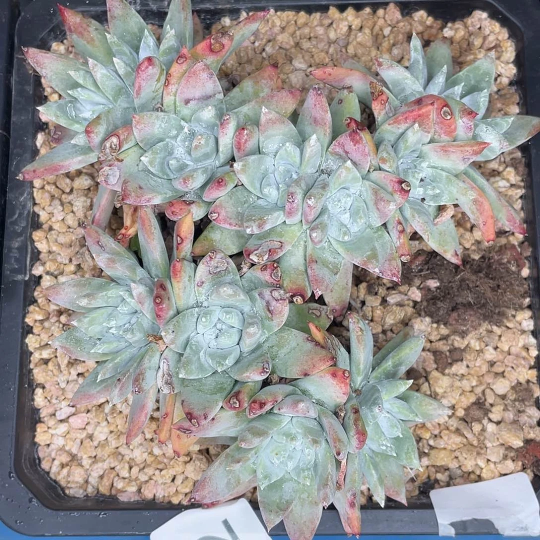 苹果叶杂交老桩多头7502