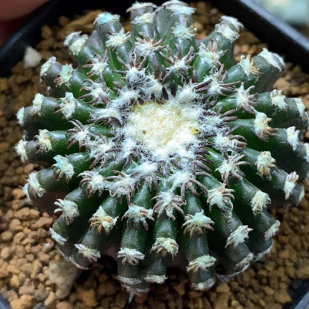 孤品实生特选株稀有20棱奇特球4.5cm