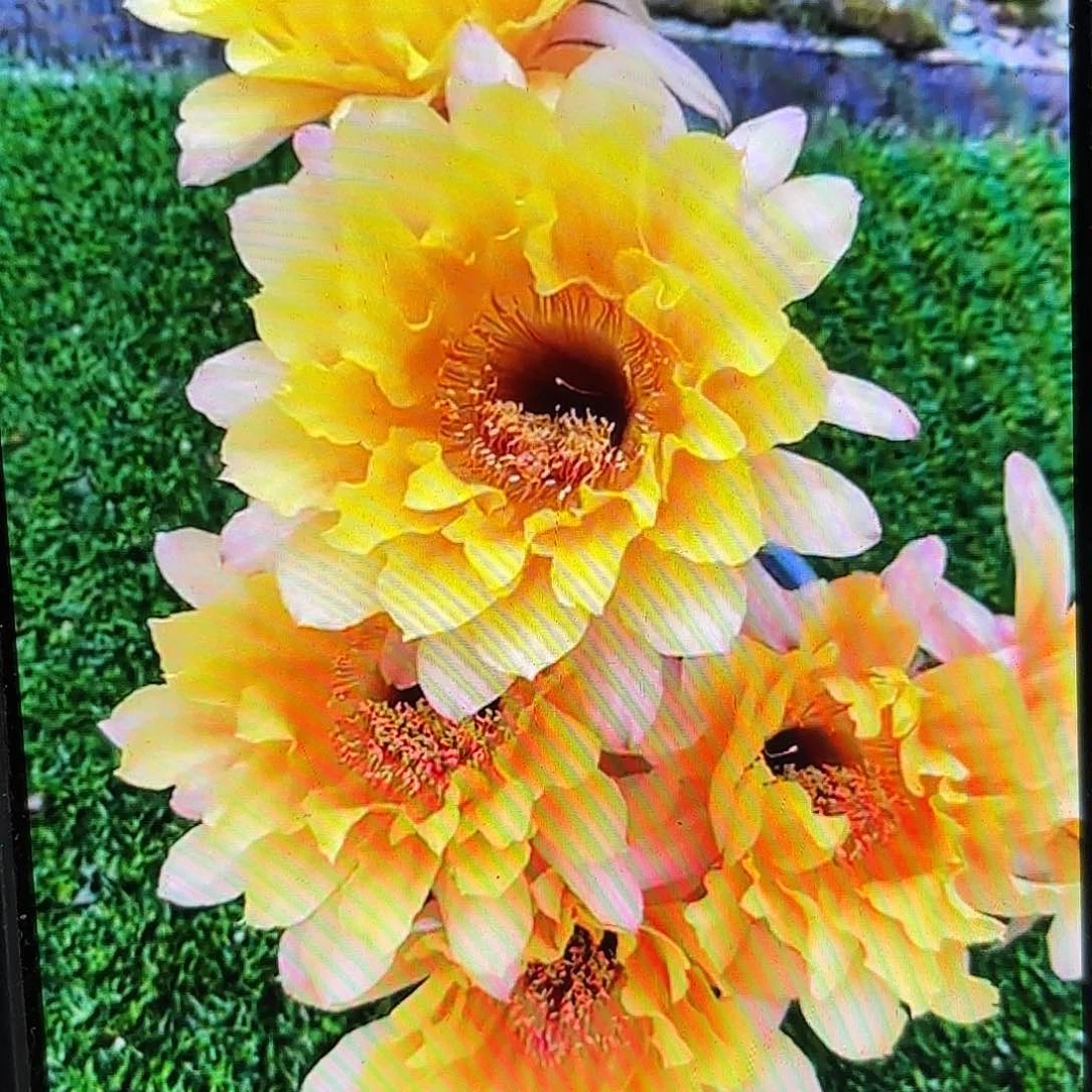 黄秀彩侧牙20包邮60