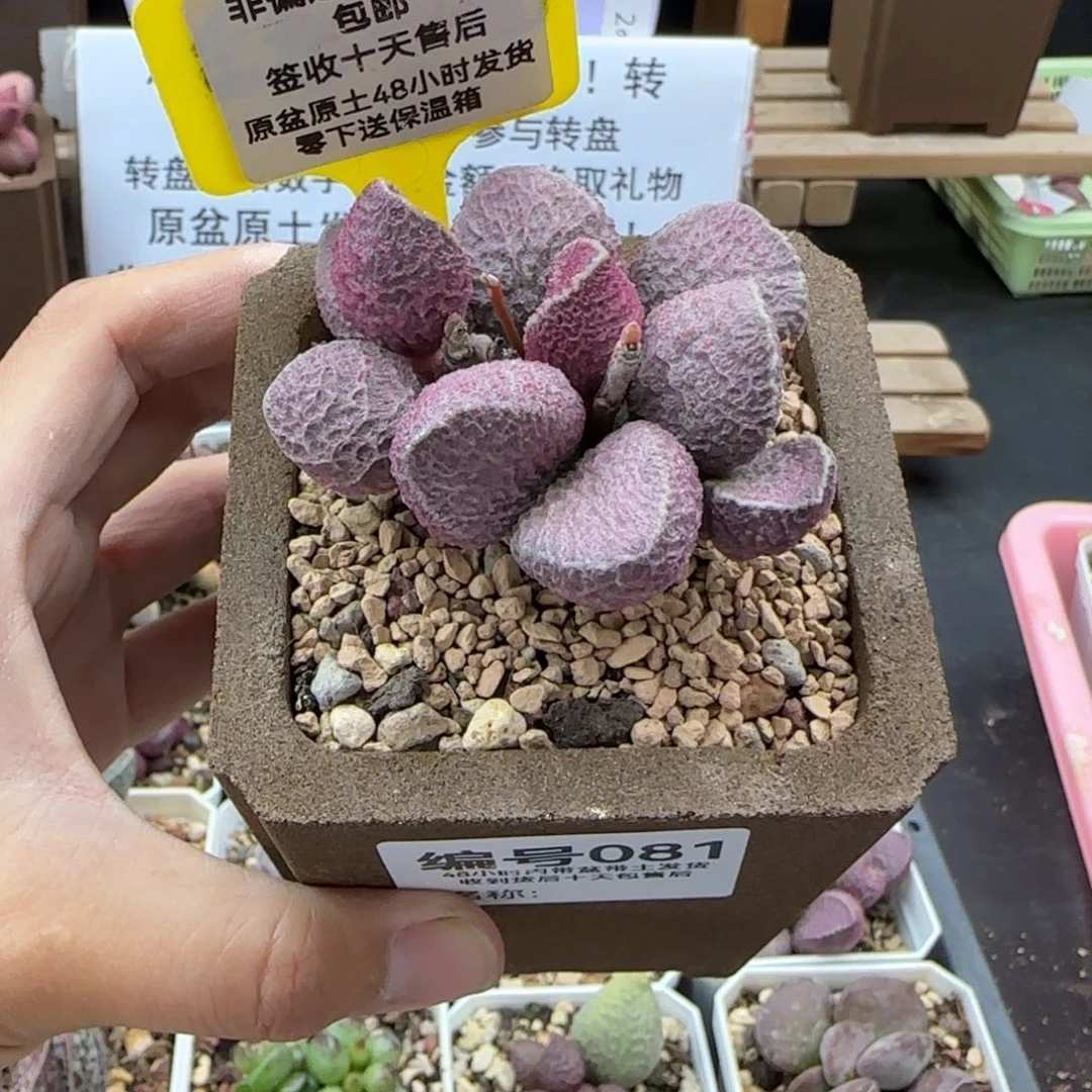 橘***水081哈莫猪肝多肉