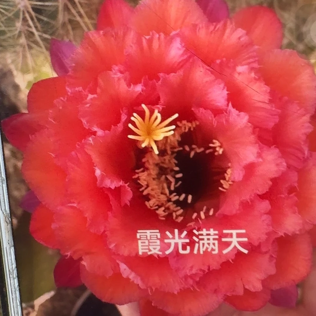 霞光满天侧芽5公分毛花柱