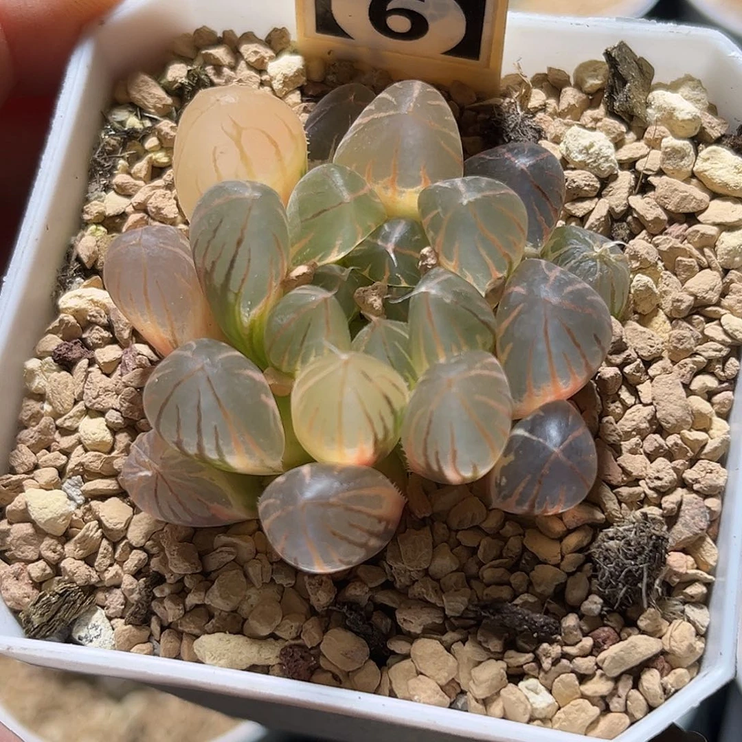 11糊斑霓虹灯玉露锦福利