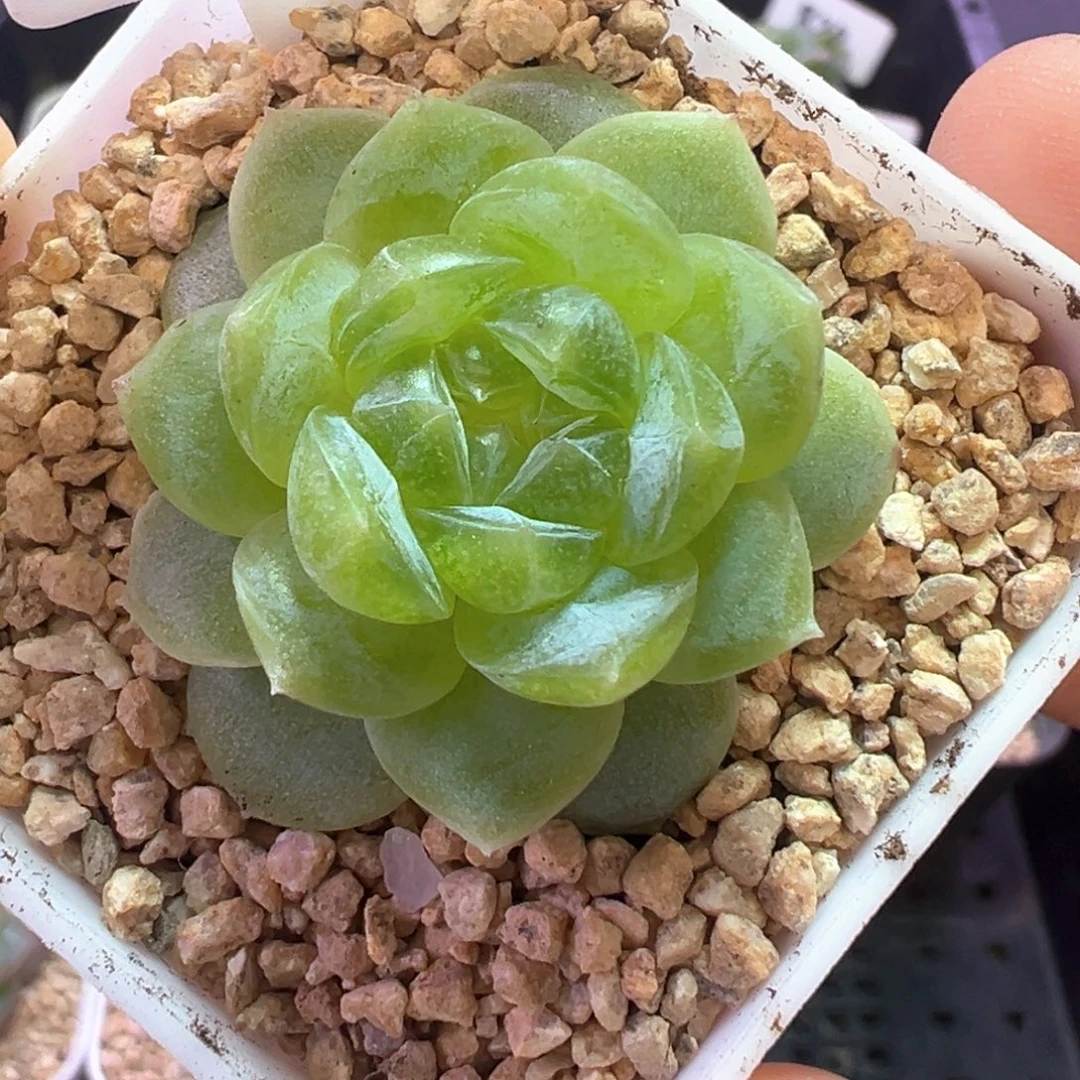 406号白冰任姐姐晗雨多肉