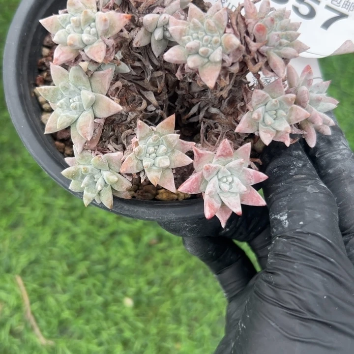 爱心白菊~一物一拍2357
