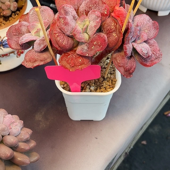 「***」多肉植物男爵发货