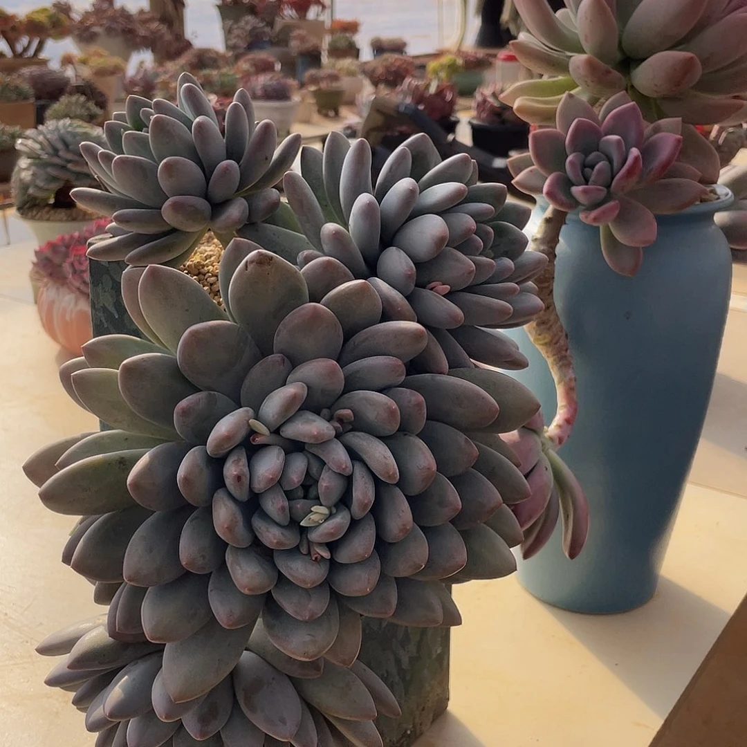 多肉多肉多肉香水