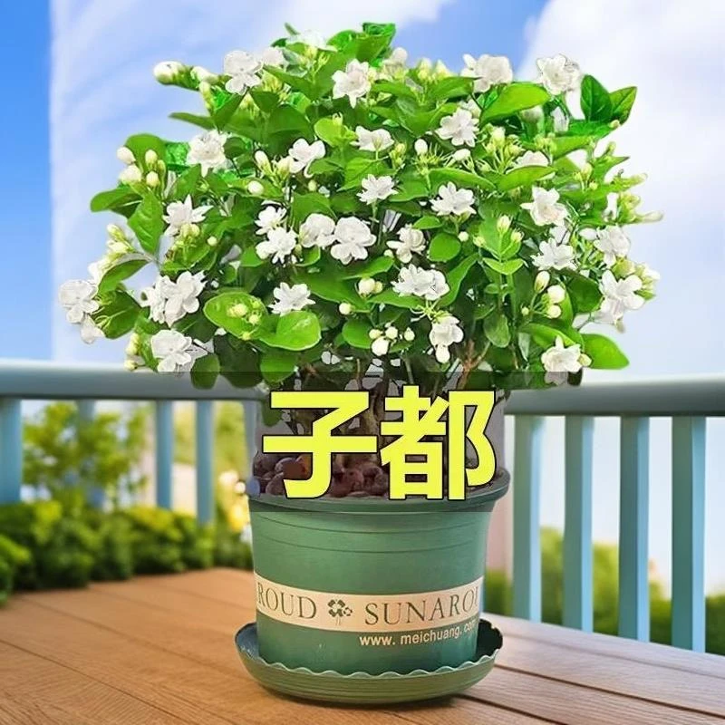 茉莉花水培植物盆栽办公室内桌面好养鲜花绿植水养花卉驱蚊九里香
