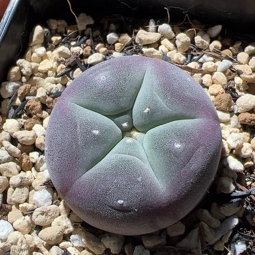 产地实生紫皮佛头银