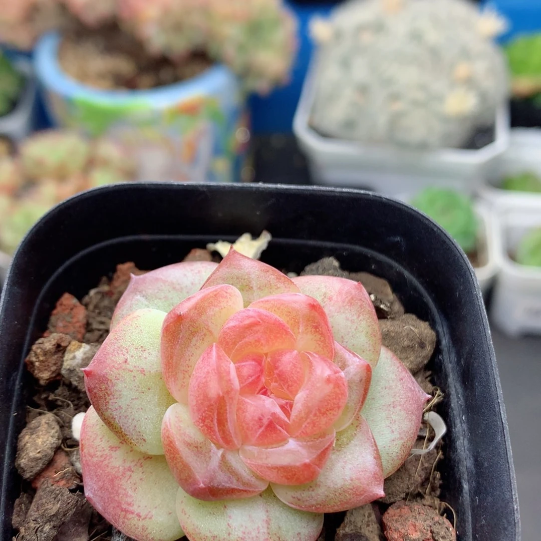 58包邮  群生不包整08