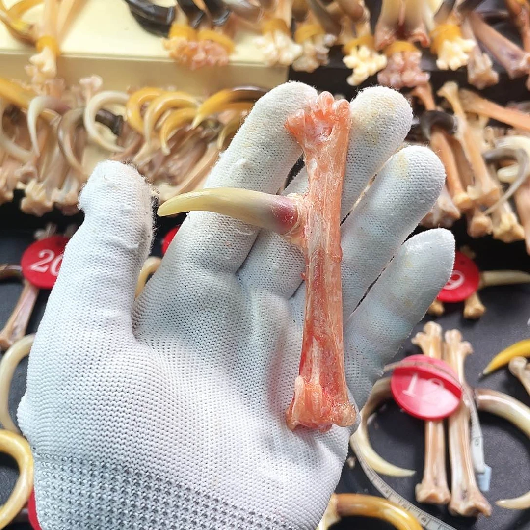 鸡骨（鸡脚）手串/手链手把件