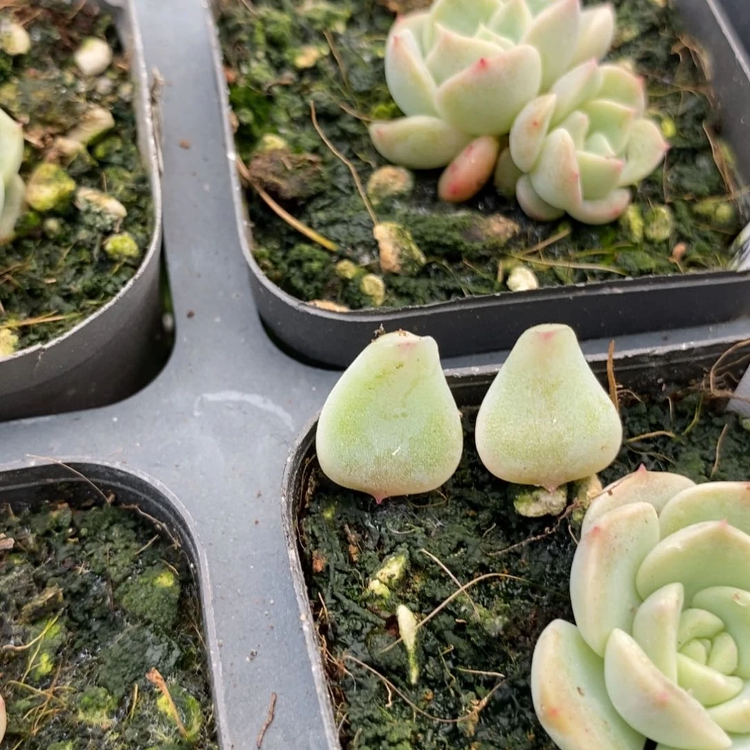 纯叶片舟12叶片一个