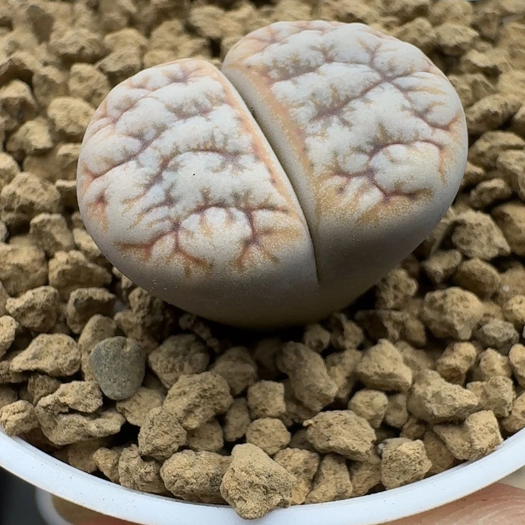 772多肉哈哈哈哈哈哈哈