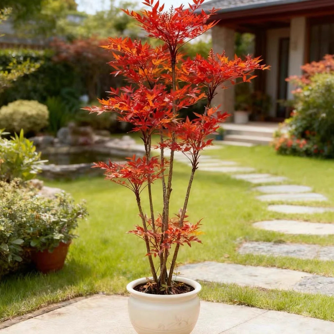 南天竹盆栽树苗火焰南天竹室内老桩盆景室外庭院耐寒竹子花卉绿植