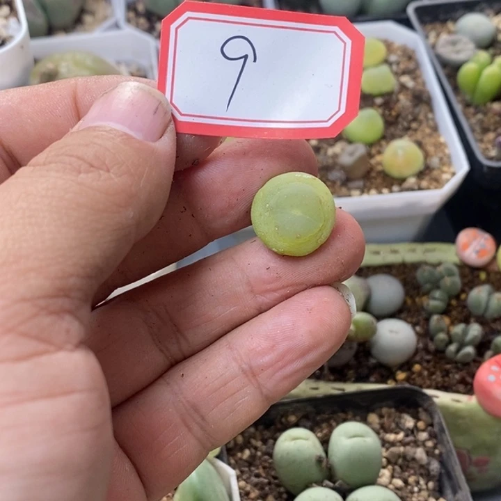 吃***籽26699999999889999090