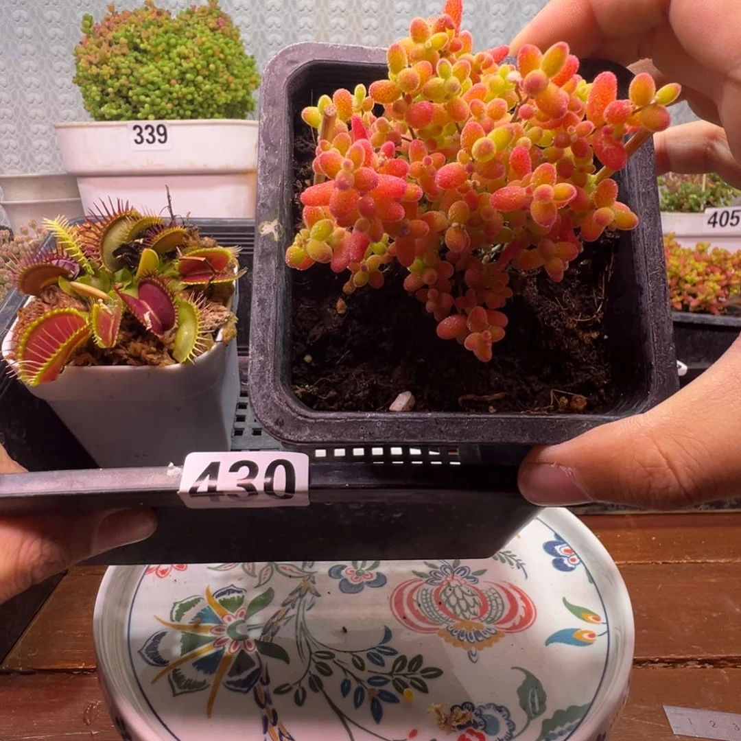 枝干番杏食虫植物430