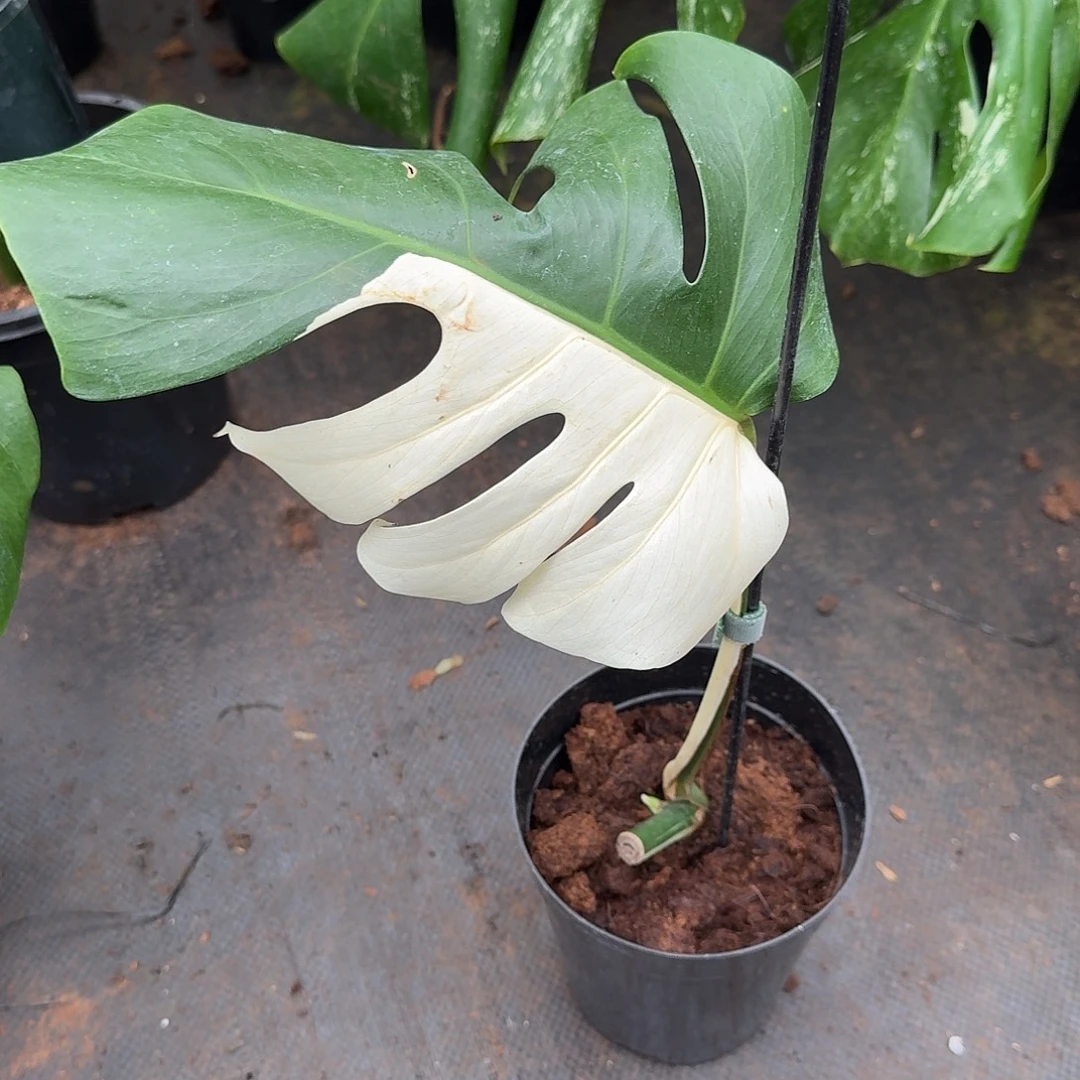 完全开放一叶一芽小白龟