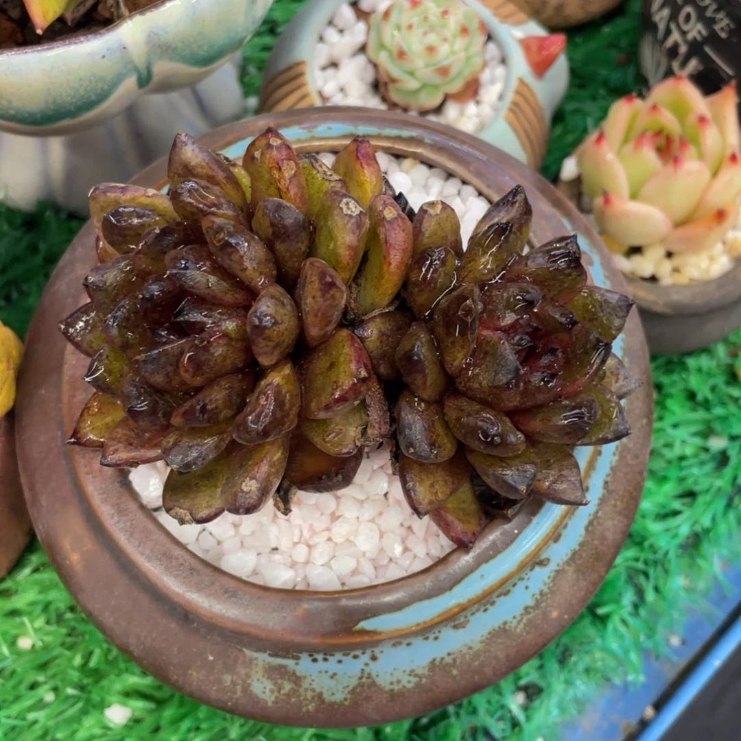 多肉植物盆栽多肉