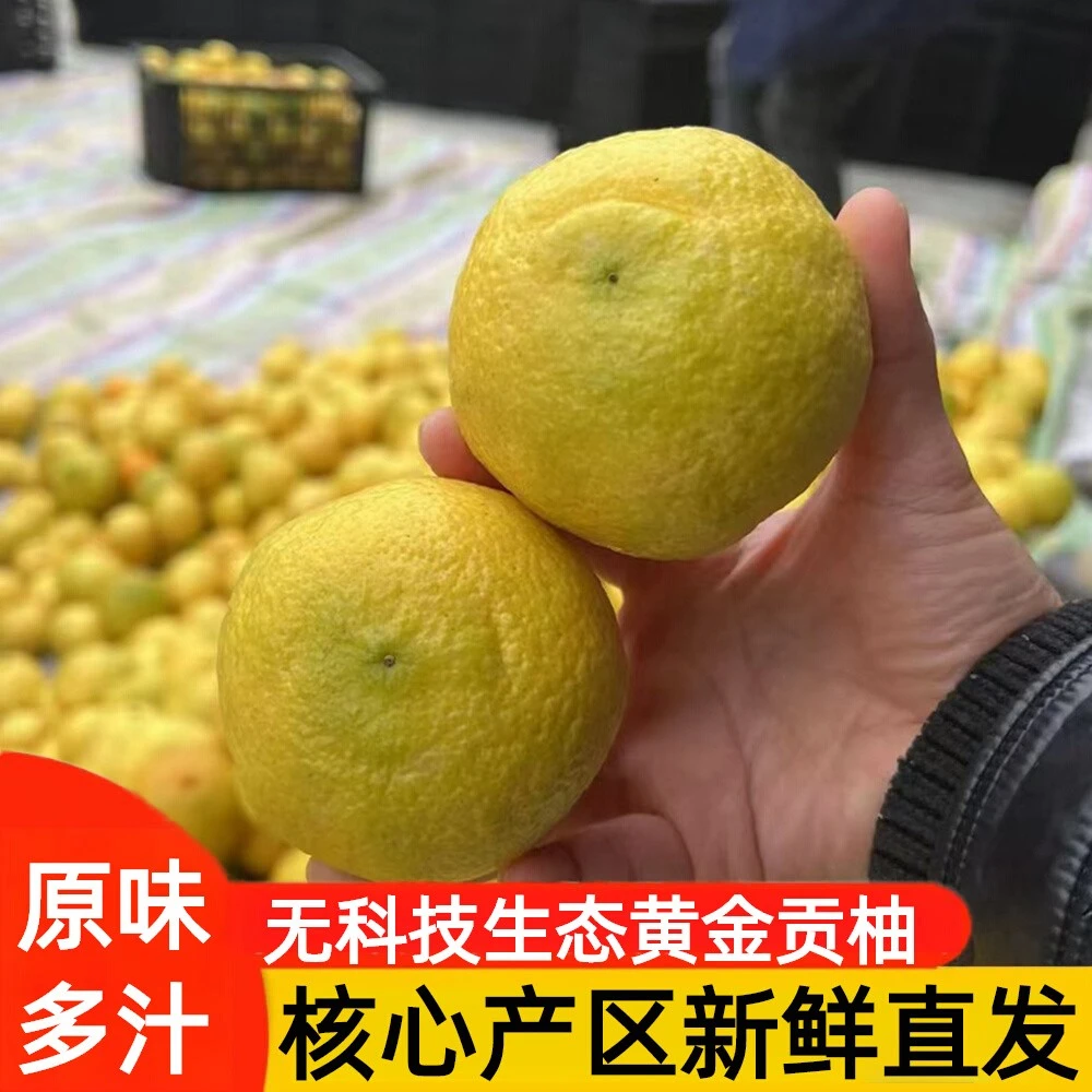 湖南怀化黄金贡柚新鲜水果现摘纯甜农家春香橘柚小柚子礼盒装10斤