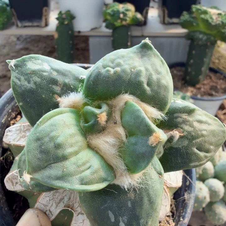无花朵338大尤牛舌怒涛牡丹