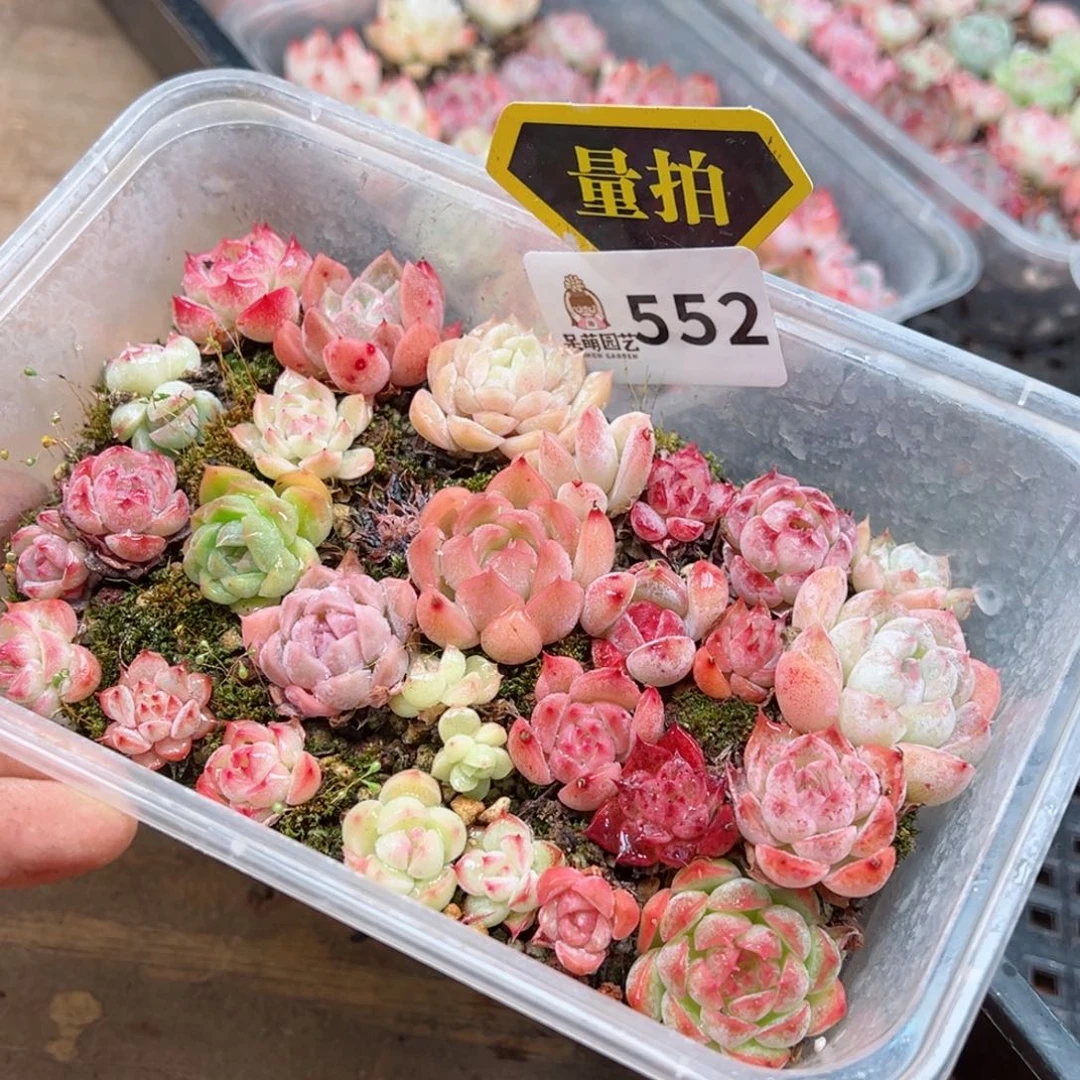 多肉植物多肉植物