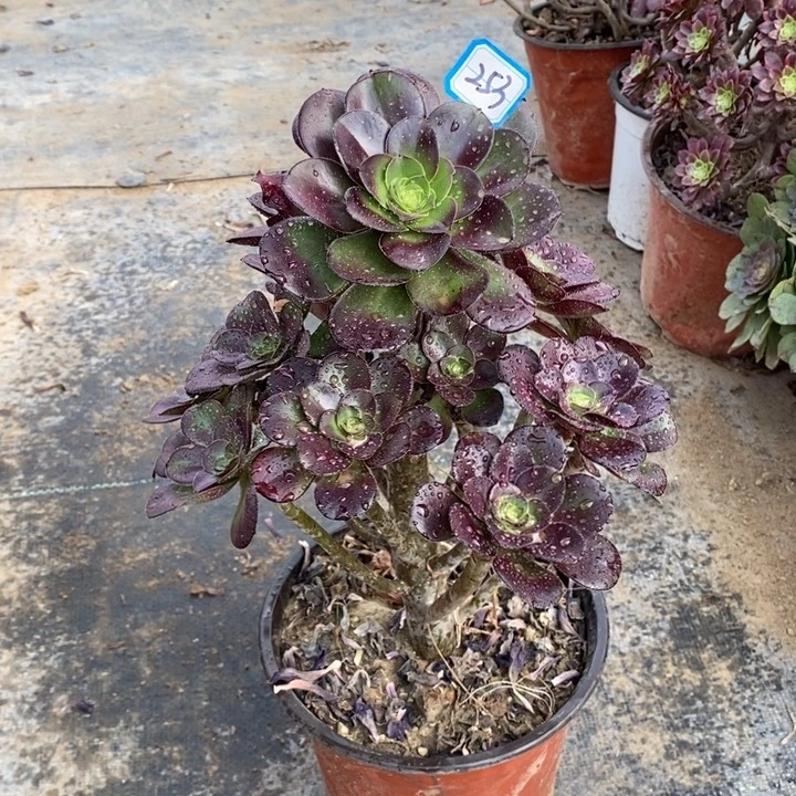 253圆叶玫瑰多肉法师