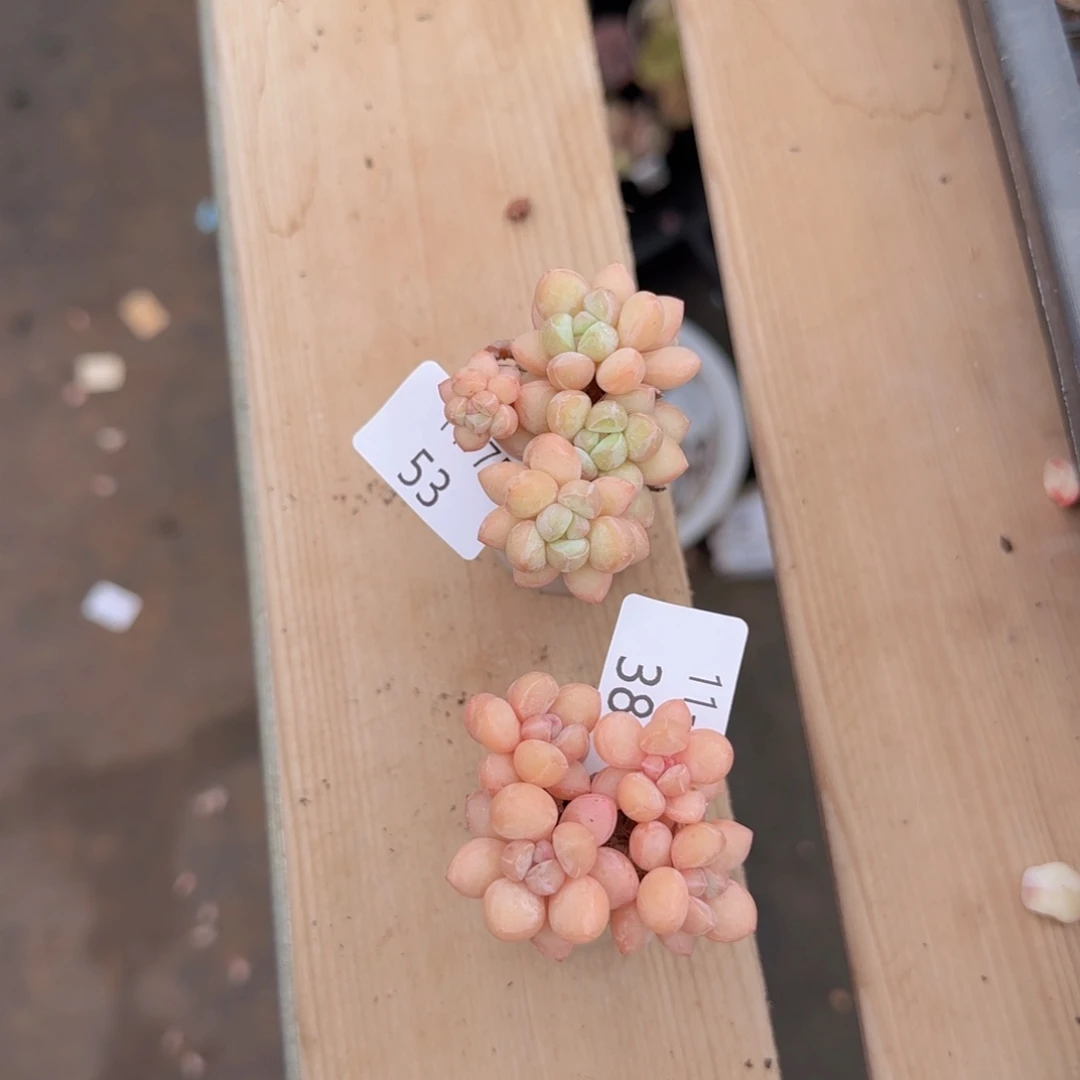 泡泡糖两颗脱土发货