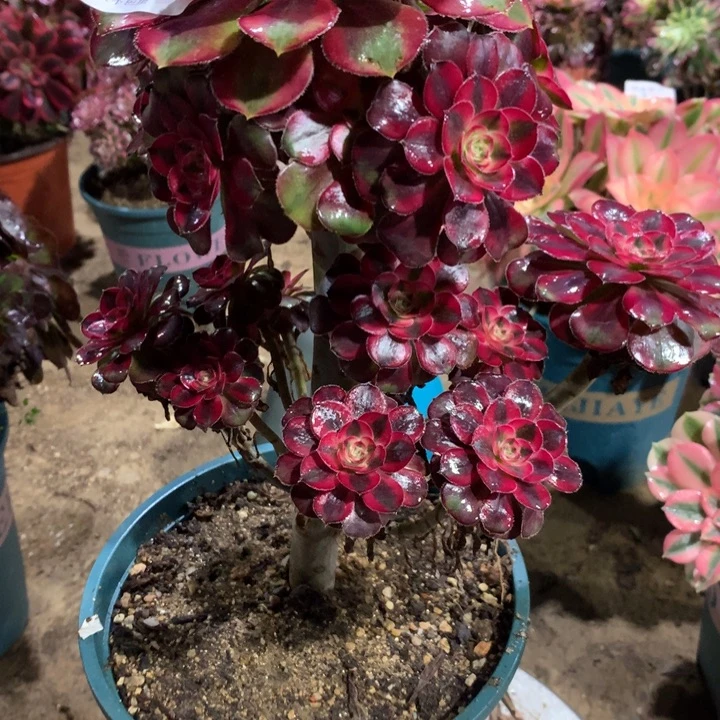 832香奈儿多肉植物特价