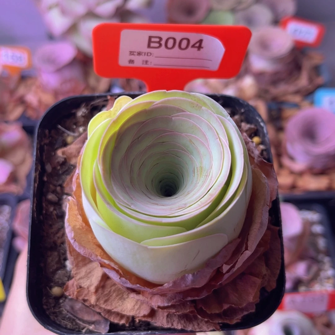 山地玫瑰一物一拍B004