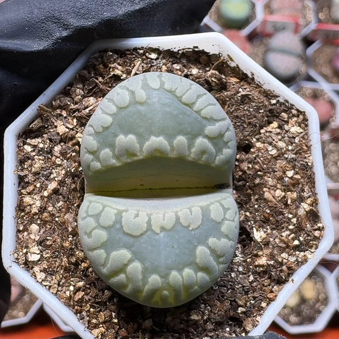 生石花23:：：。  95