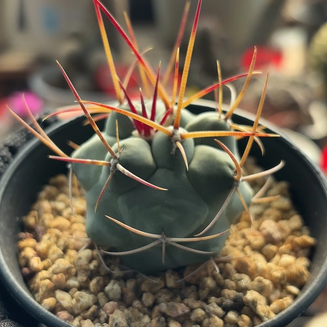 不***语仙人球实生绯冠龙