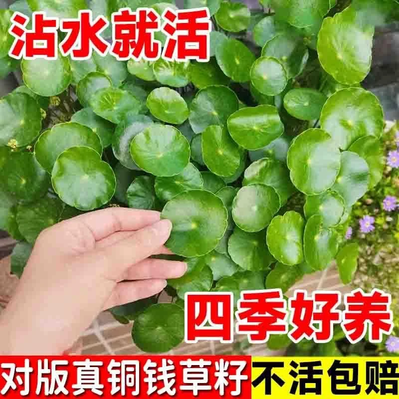 铜钱草金钱草水养种籽水培土培花种子大号四季庭院阳台蔬菜种子