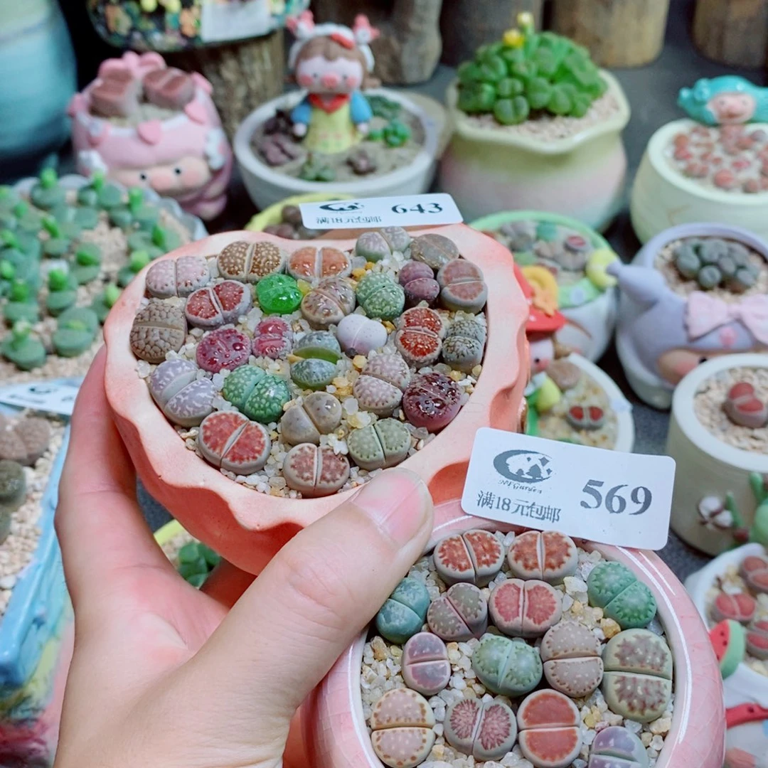 还***字生石花花花花花花花643