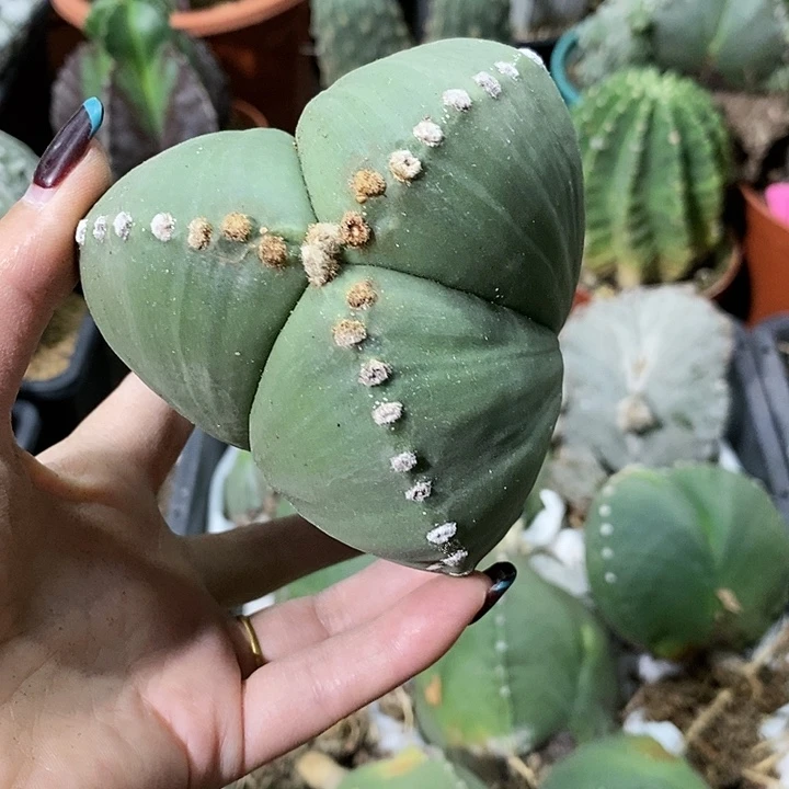 用****6花花草草花花草草