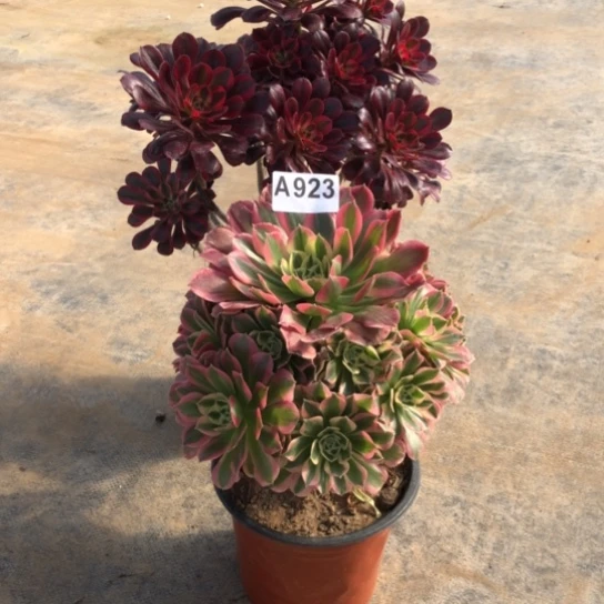 法师多肉植物꧁**꧂法师923