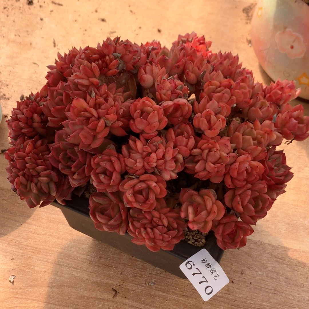 春****?6770杂交多肉植物